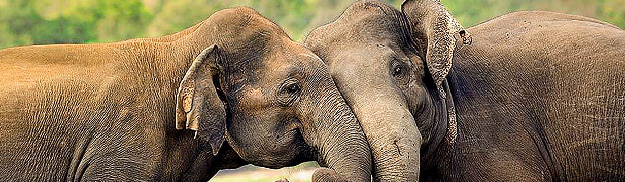 Горящие туры на Шри-Ланку